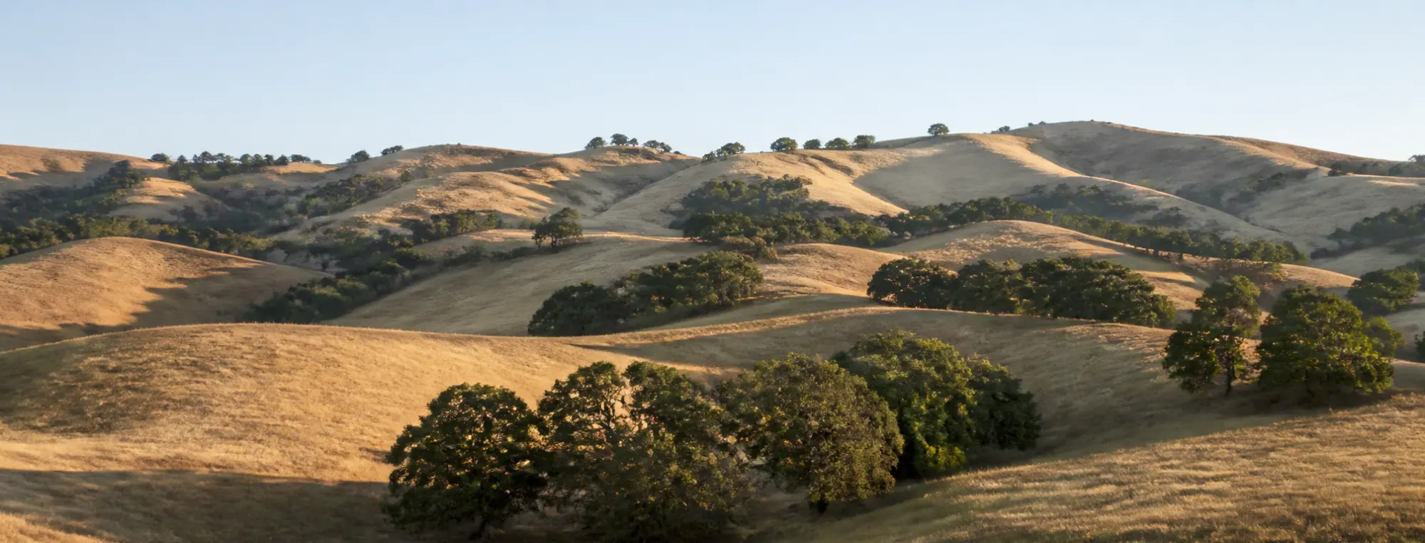 Oak-covered hills in afternoon light in Central California